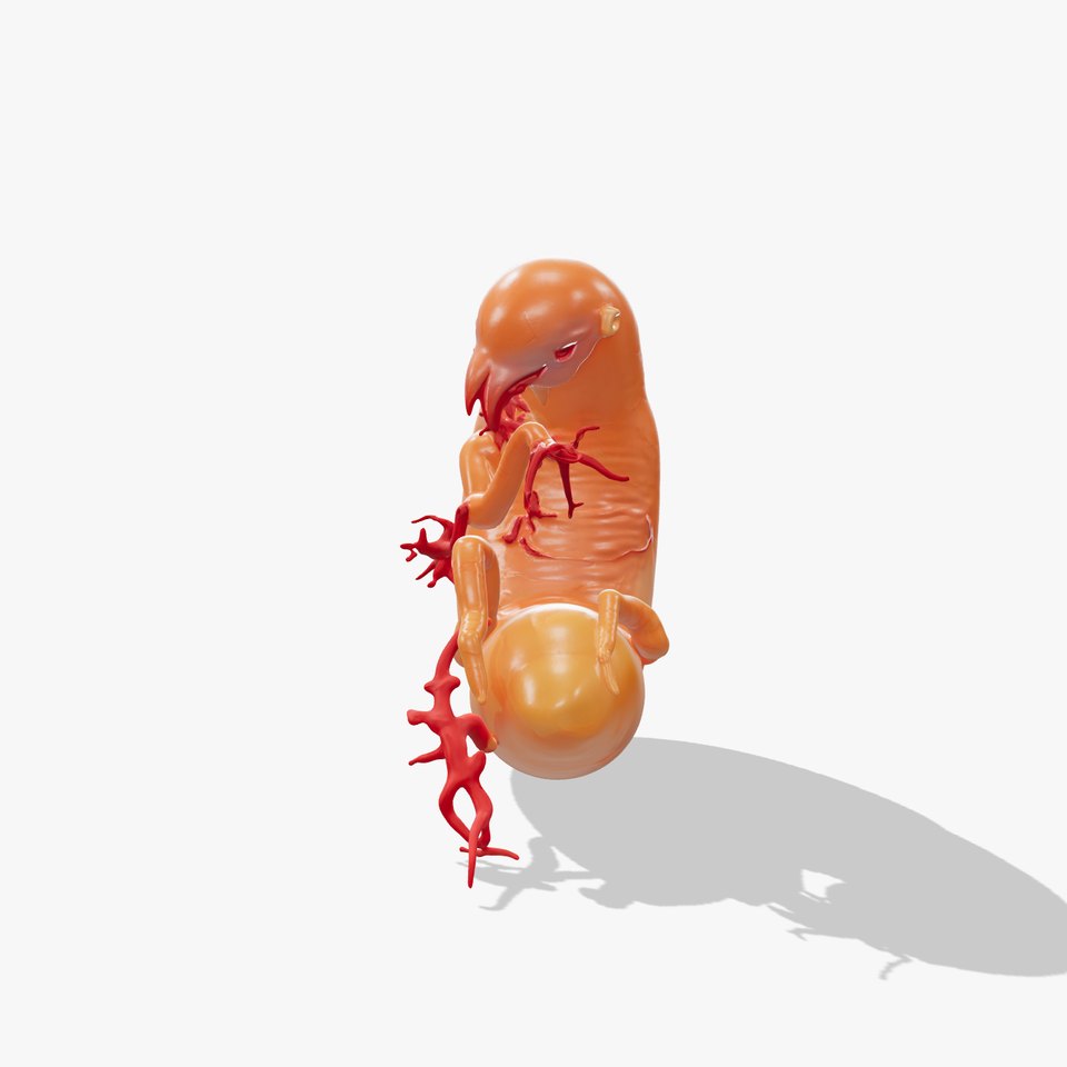 Alien Embryo Model Pack with Detailed Veins